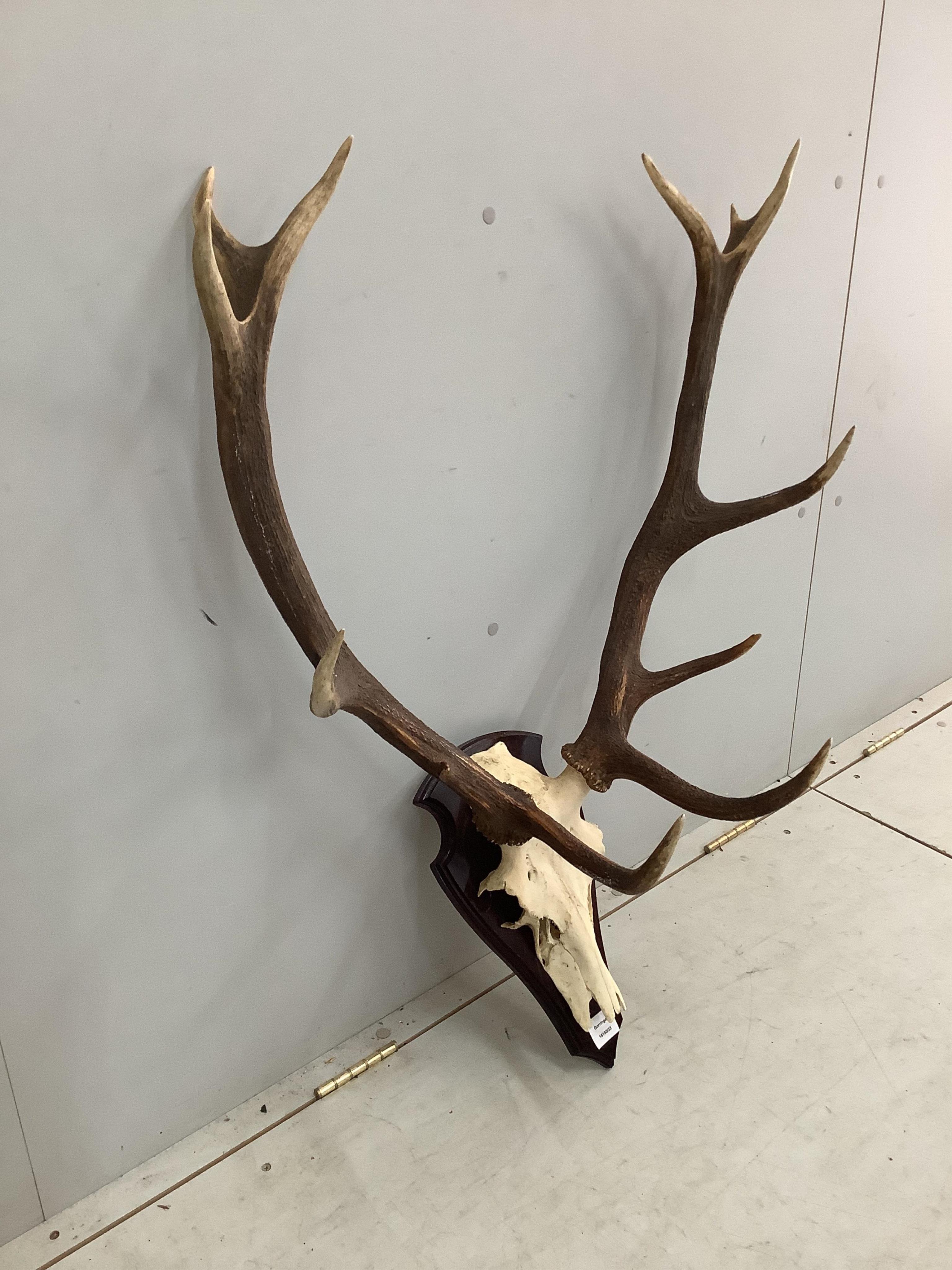 A taxidermy stag skull with antlers on shield shape backplate, height 86cm